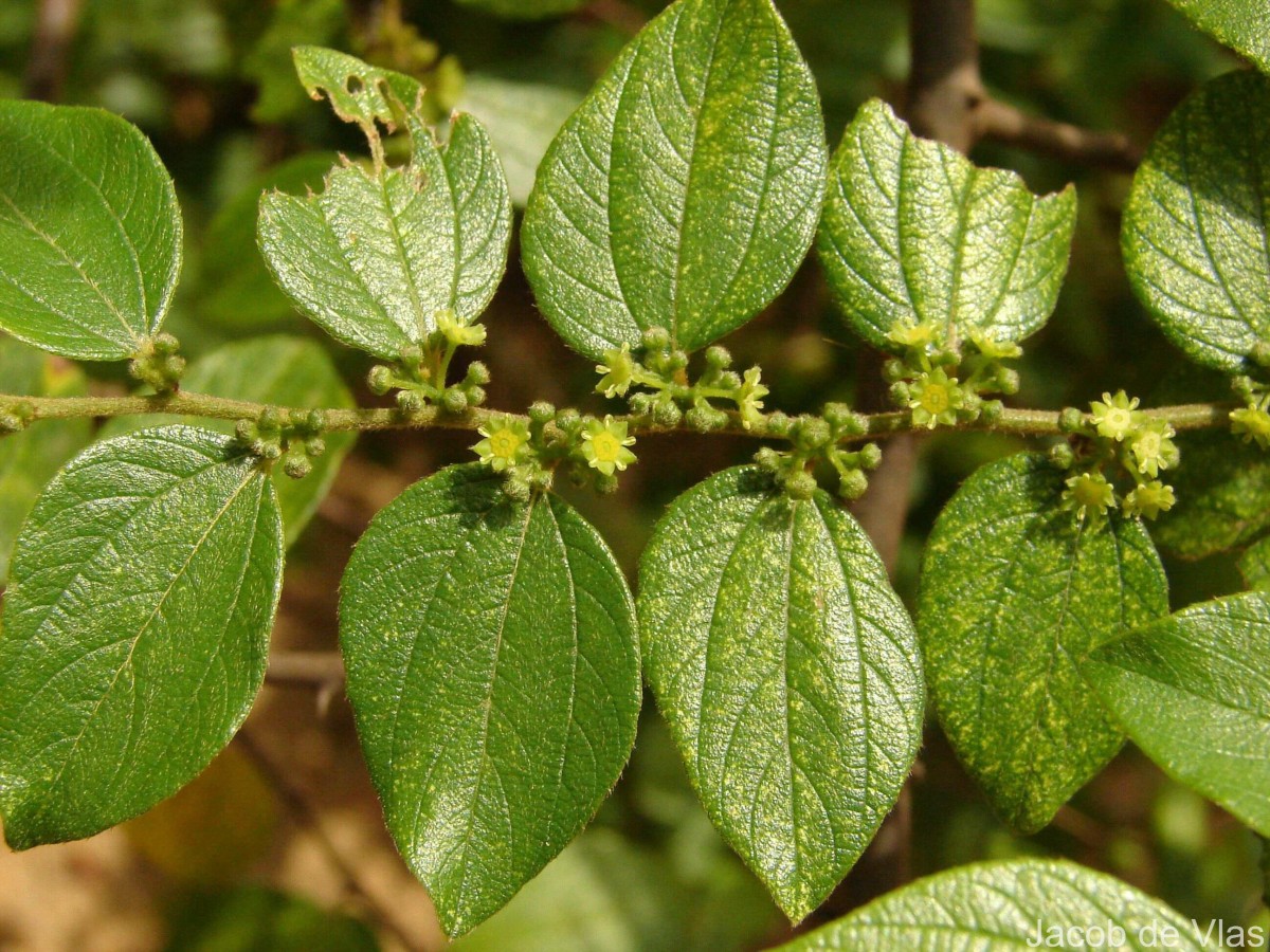 Ziziphus oenopolia (L.) Mill.